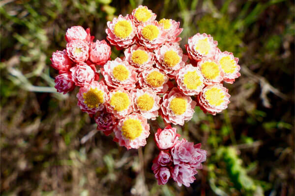Ballots Nature Reserve blooms with an exquisite diversity of fynbos plants, such as this with beautiful pink and yellow flowers.