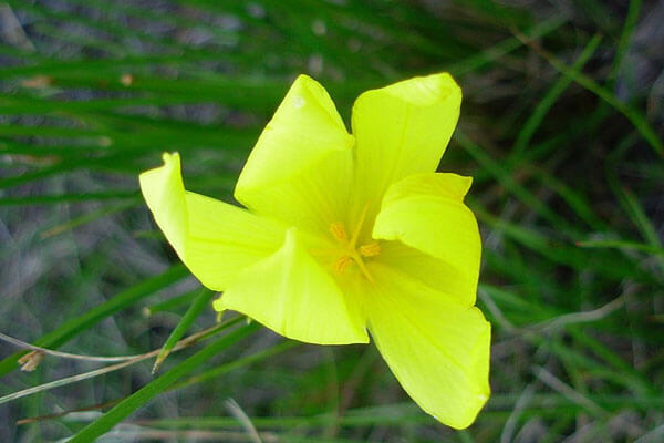 Cliff Top Houses is ideally situated in the Ballots Nature Reserve, offering an endless supply of exquisite fynbos, in all the colours of the rainbow, such as this beautiful yellow flower.