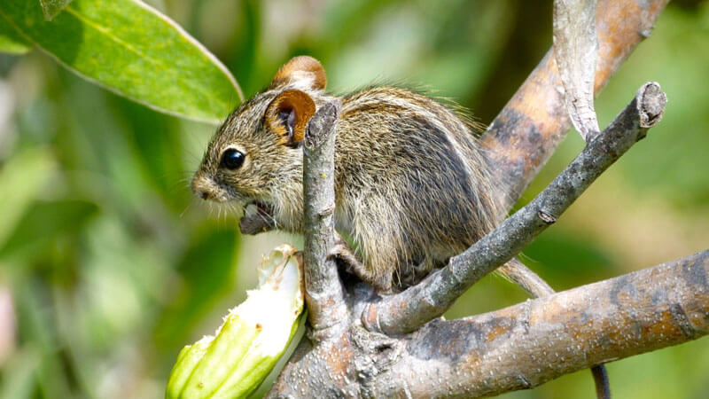 A small brown baby mouse sits peacefully on the branch of a tree, nibbling his food.