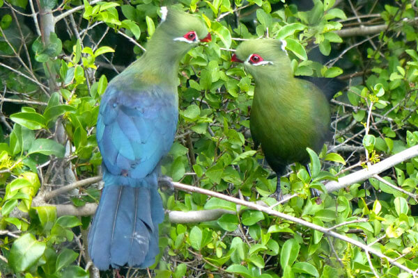 Two splendid blue and green feathered Knysna Turaco birds - also known as Tauraco corythaix or the Knysna Lourie - sitting in the branches of a tree in the Ballots Nature Reserve.