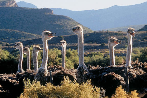 A flock of ostriches on a farm in Oudtshoorn, just a short drive away from Cliff Top Houses.